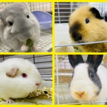 小動物🐰🌰もふもふフェア開催中🍠🍁