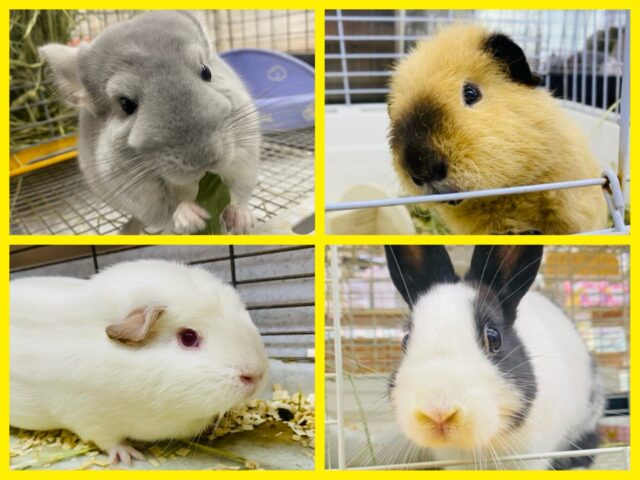 小動物🐰🌰もふもふフェア開催中🍠🍁