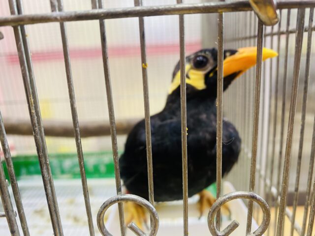 九官鳥（キュウカンチョウ）