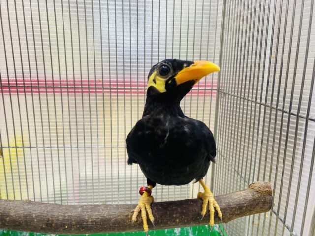 九官鳥（キュウカンチョウ）