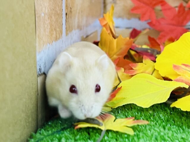 キャンベルハムスター