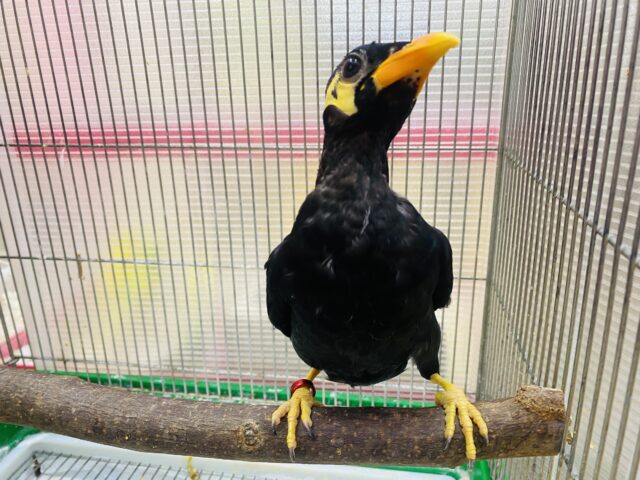 九官鳥（キュウカンチョウ）