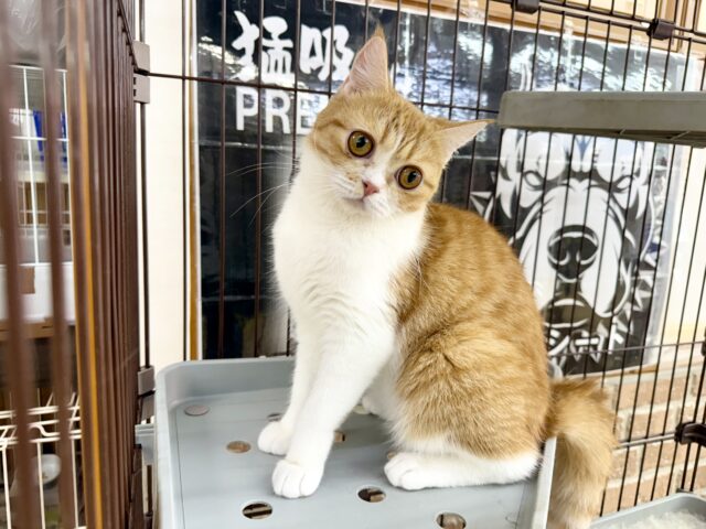 最新画像📸ミヌエット（レッドタビー&ホワイト）女の子♪みたらしちゃんがやって来た！