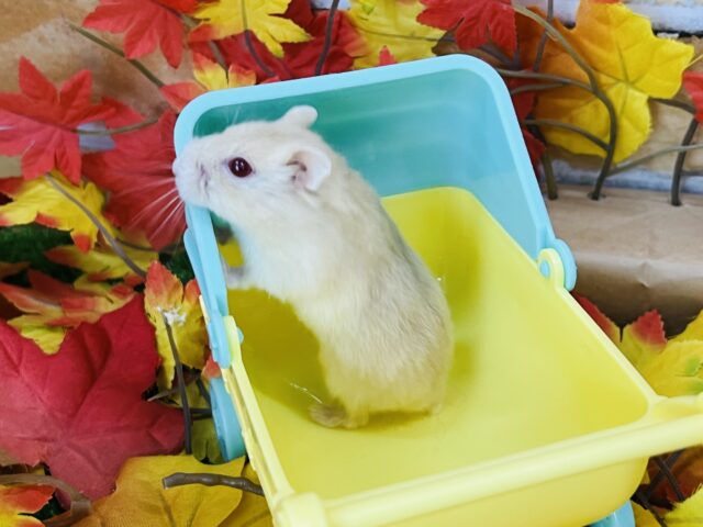 キャンベルハムスター