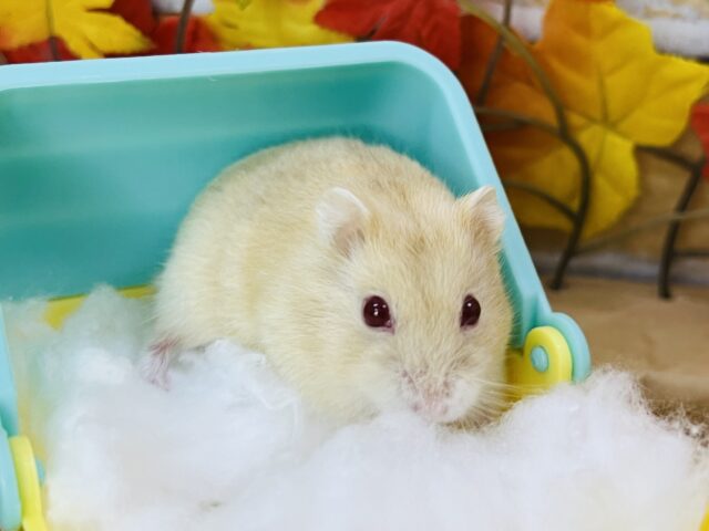 キャンベルハムスター