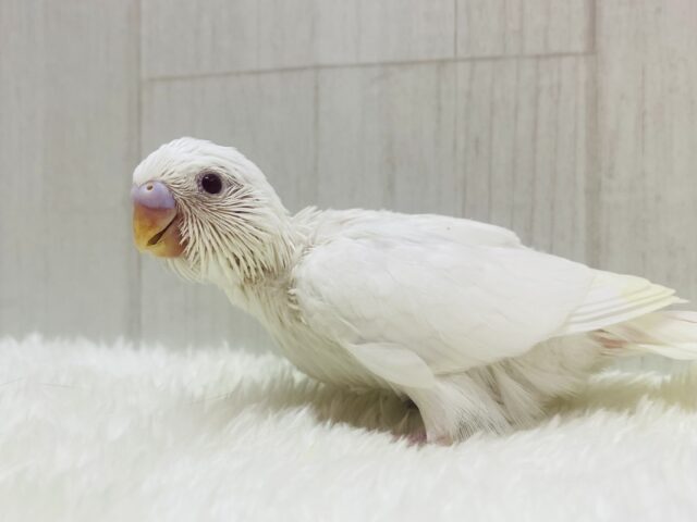 元気ハツラツ‼️セキセイインコのアルビノちゃん❤️