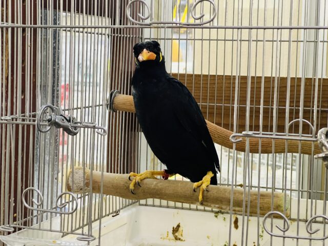 九官鳥（キュウカンチョウ）