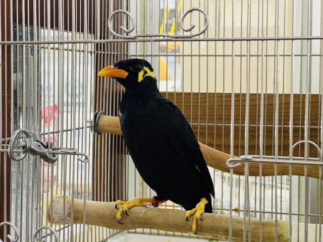 おしゃべりの達人？九官鳥入舎ですー！