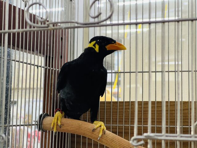 九官鳥（キュウカンチョウ）