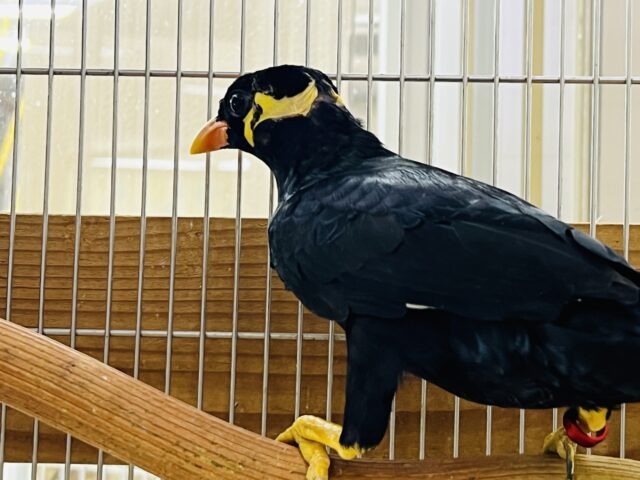 九官鳥（キュウカンチョウ）