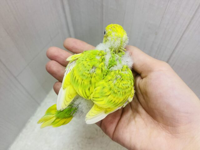 セキセイインコ