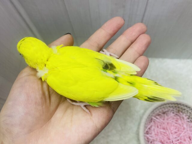黒が少なめなんです.ᐟ.ᐟもふもふ感の可愛すぎるセキセイインコ🌟⋆꙳黄ハルクイン セキセイインコ