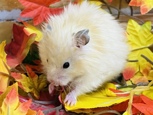 ゴールデンハムスター