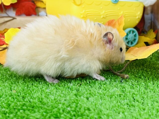 ゴールデンハムスター