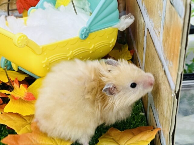 ゴールデンハムスター