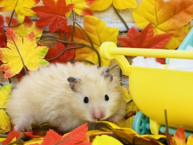 つやんつやん✨サテンハムスター入舎しました☆