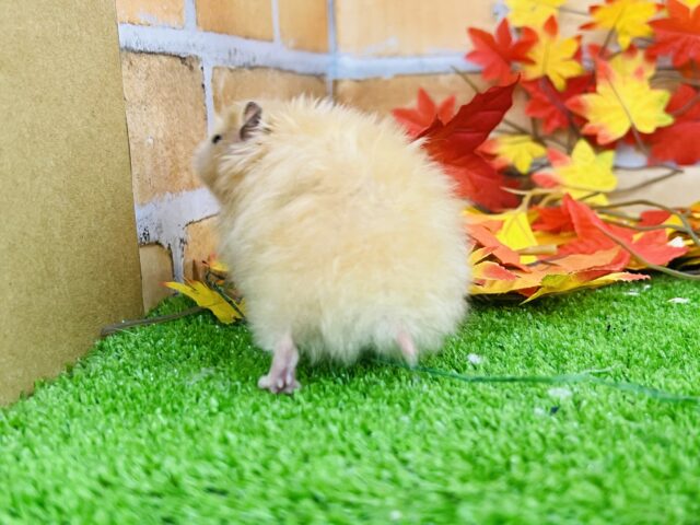 ゴールデンハムスター