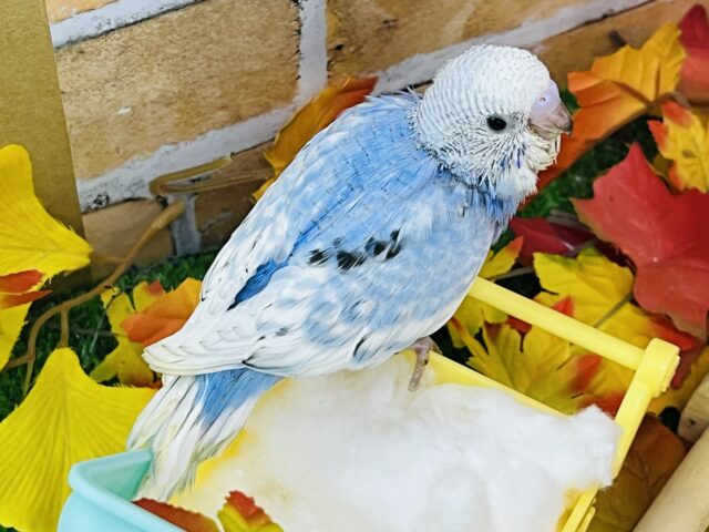 セキセイインコ