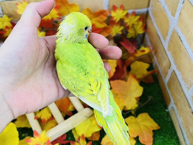 セキセイインコ