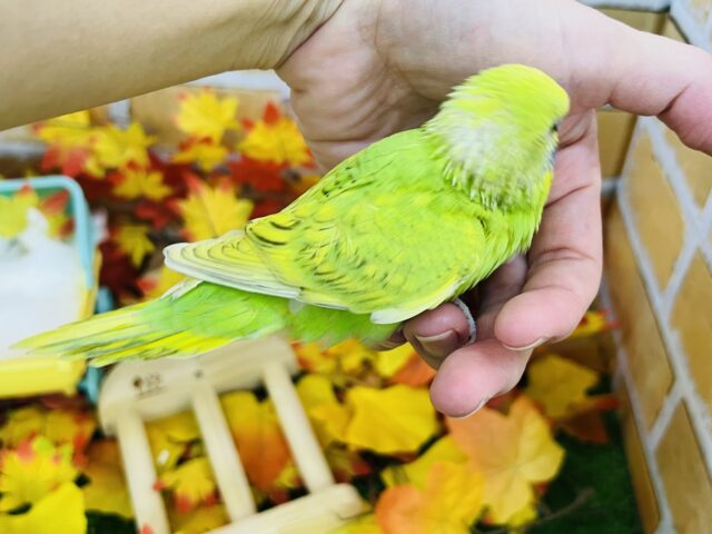 セキセイインコ