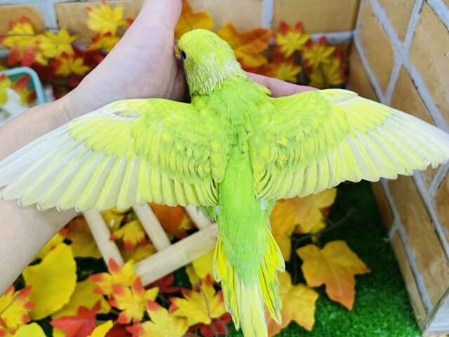 セキセイインコ