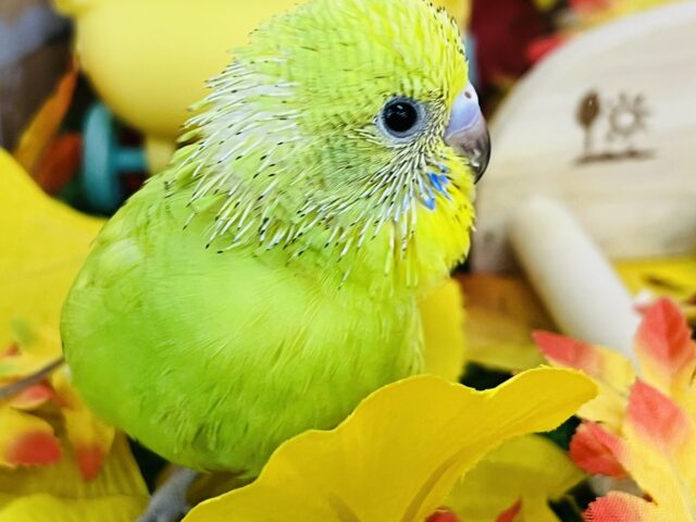 セキセイインコ