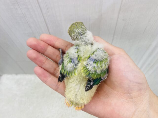 コザクラインコ（小桜インコ）