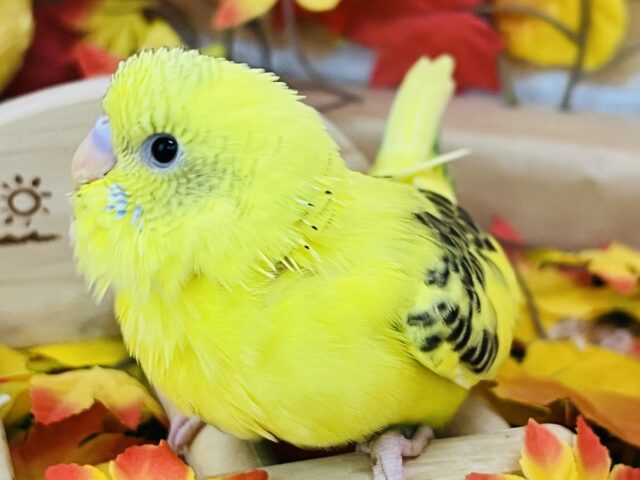 セキセイインコ