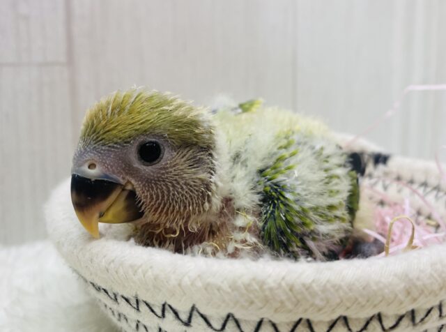 💚ワタワタ毛布に包まれたコザたん❤️徐々に染まっていきますよ〜コザクラインコのオパーリン‼️