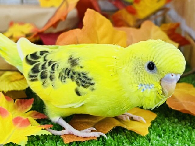 セキセイインコ