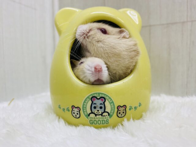 キャンベルハムスター