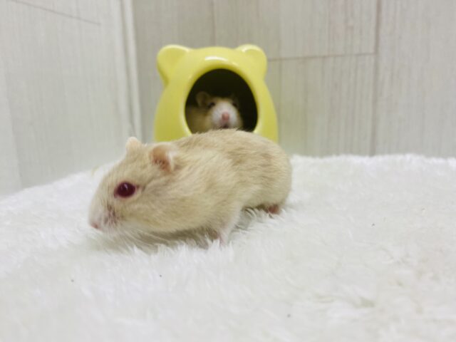 キャンベルハムスター