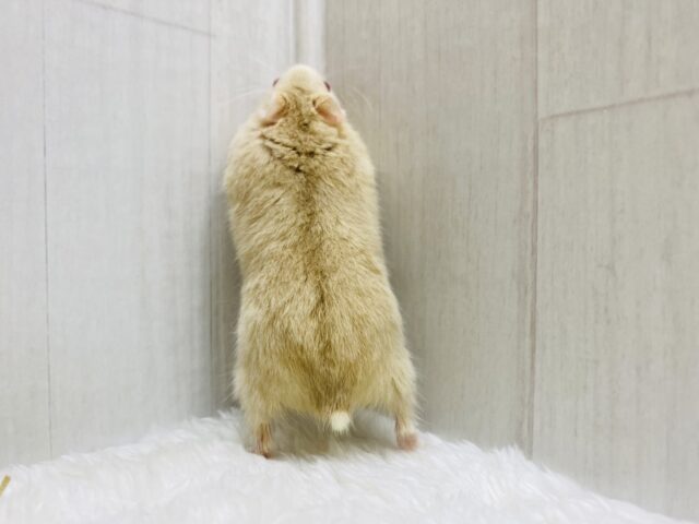 キャンベルハムスター