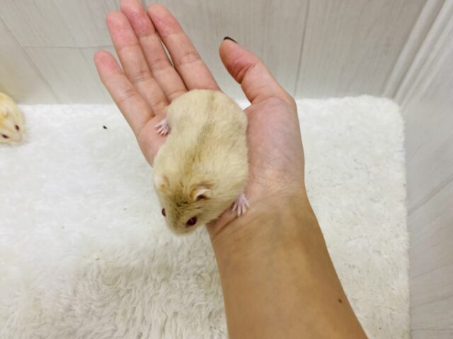 キャンベルハムスター