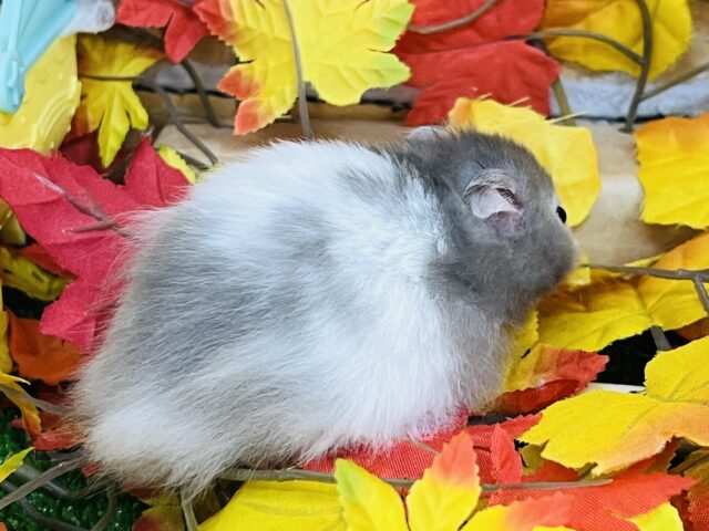 ゴールデンハムスター