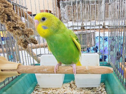 セキセイインコ