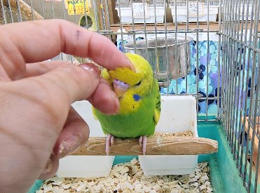 セキセイインコ