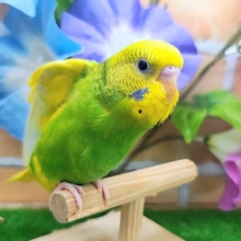 カキカキだーいすきっ♡セキセイインコのヒナ(グリーンパイド)入荷しました❤️