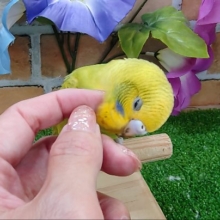 ふれあい出来ます️️⭕️セキセイインコのヒナ(グリーンスパングル)入荷しました❤️
