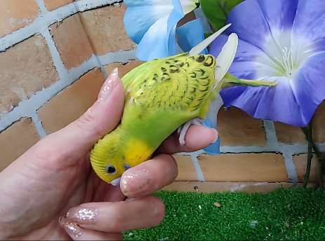 セキセイインコ