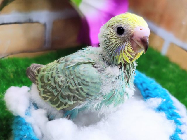 ご飯もりもり食べるよ✨セキセイインコのヒナ(レインボースパングル)入荷しました❤️