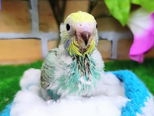 セキセイインコ