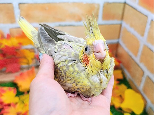 オカメインコ
