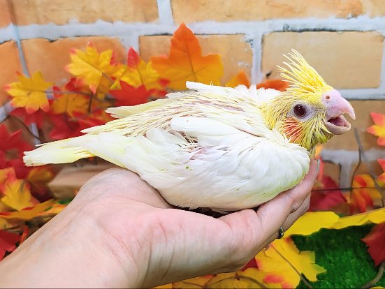 オカメインコ