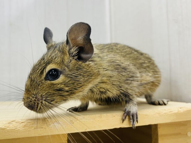 すこ〜しずつカキカキできるようになってきました‼️デグー女の子🎀