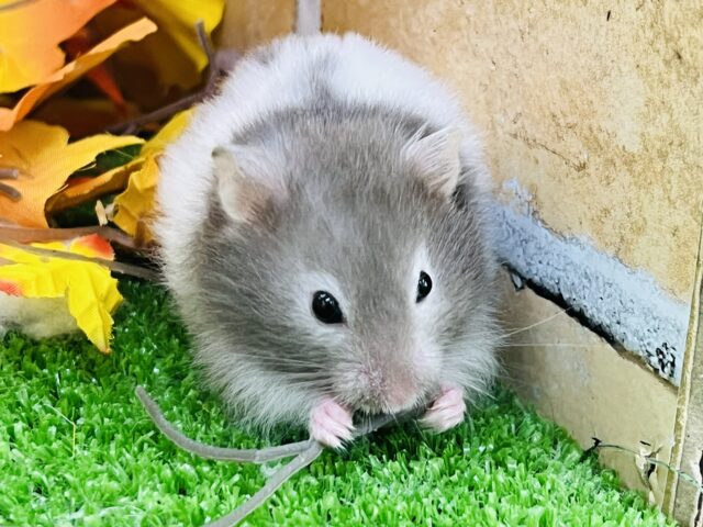 ゴールデンハムスター