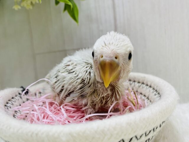 コザクラインコ（小桜インコ）
