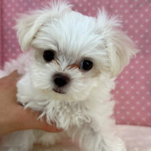 真っ白天使💗お転婆ガールなマルチーズの女のコきました💫