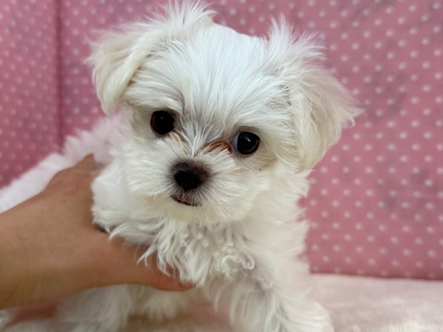 真っ白天使💗お転婆ガールなマルチーズの女のコきました💫