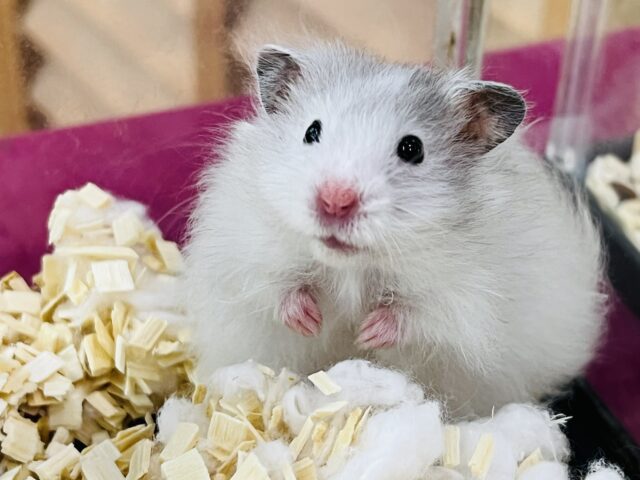 ふわふわドレス✨シルバーハムスターの男の子🩶